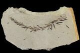 Metasequoia (Dawn Redwood) Fossil - Montana #89388-1